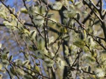 Reifweide, 60-100 cm, Salix daphnoides, Containerware