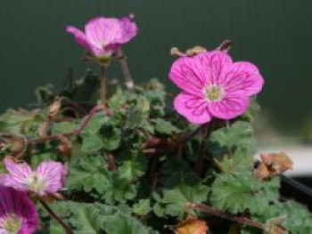 Reiherschnabel &#8218;Bishop&#8216;, Erodium x variabile &#8218;Bishop&#8216;, Topfware