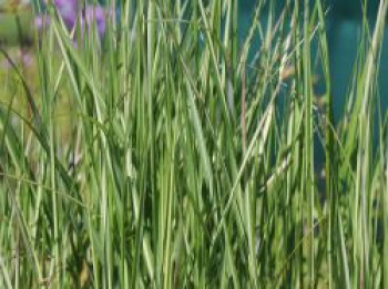 Reitgras &#8218;Avalanche&#8216;, Calamagrostis x acutiflora &#8218;Avalanche&#8216;, Topfware