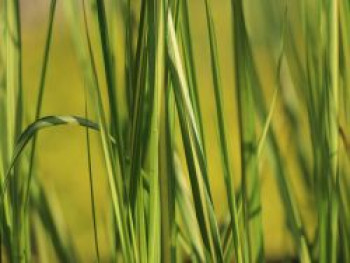 Reitgras &#8218;England&#8216;, Calamagrostis x acutiflora &#8218;England&#8216;, Topfware