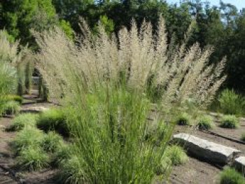 Reitgras &#8218;Waldenbuch&#8216;, Calamagrostis x acutiflora &#8218;Waldenbuch&#8216;, Topfware