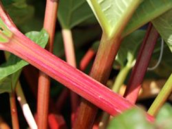 Rhabarber &#8218;Canada Red&#8216;, Rheum rhabarbarum &#8218;Canada Red&#8216;, Containerware