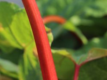 Rhabarber &#8218;Fulton&#8217;s Strawberry Surprise&#8216;, Rheum rhabarbarum &#8218;Fulton&#8217;s Strawberry Surprise&#8216;, Containerware