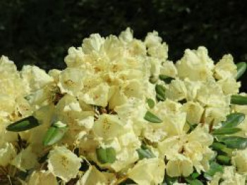 Rhododendron 'Agneta', 25-30 cm, Rhododendron yakushimanum 'Agneta', Containerware