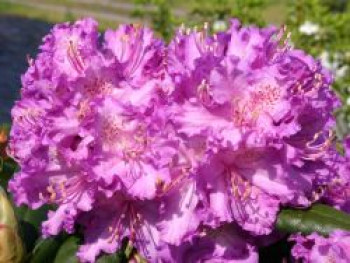 Rhododendron &#8218;Alfred&#8216;, 30-40 cm, Rhododendron Hybride &#8218;Alfred&#8216;, Containerware