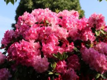 Rhododendron &#8218;Anastasia&#8216; ®, 30-40 cm, Rhododendron Hybride &#8218;Anastasia&#8216; ®, Containerware