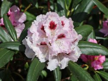 Rhododendron &#8218;Annika&#8216;, 25-30 cm, Rhododendron yakushimanum &#8218;Annika&#8216;, Containerware