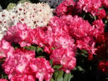 Rhododendron 'Anuschka', 20-30 cm, Rhododendron yakushimanum 'Anuschka', Containerware