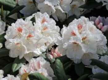 Rhododendron 'Apollonia', 20-25 cm, Rhododendron yakushimanum 'Apollonia', Containerware