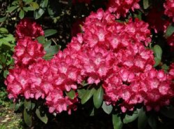 Rhododendron 'Astrid', 20-25 cm, Rhododendron yakushimanum 'Astrid', Containerware