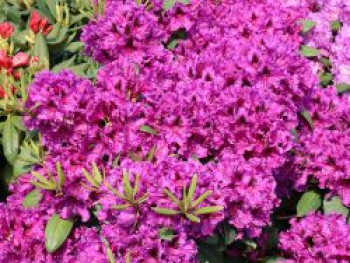 Rhododendron 'Azurro', 30-40 cm, Rhododendron Hybride 'Azurro', Containerware