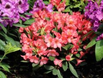 Rhododendron 'Balalaika', 25-30 cm, Rhododendron Hybride 'Balalaika', Containerware