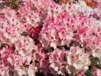 Rhododendron 'Ballkönigin', 25-30 cm, Rhododendron yakushimanum 'Ballkönigin', Containerware