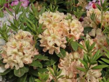 Rhododendron 'Belkanto' (S), 25-30 cm, Rhododendron Hybride 'Belkanto' (S), Containerware