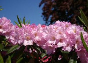 Rhododendron 'Bellefontaine', 25-30 cm, Rhododendron Hybride 'Bellefontaine', Containerware