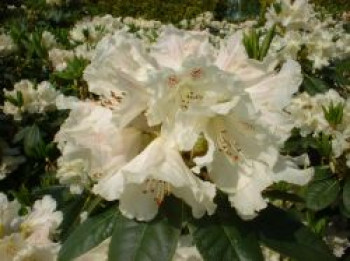 Rhododendron 'Bellini', 30-40 cm, Rhododendron Hybride 'Bellini', Containerware