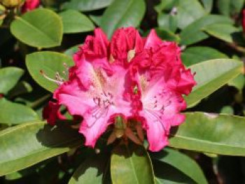 Rhododendron 'Berlinale', 25-30 cm, Rhododendron Hybride 'Berlinale', Containerware