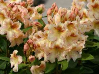 Rhododendron 'Bernstein', 30-40 cm, Rhododendron Hybride 'Bernstein', Containerware