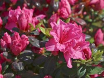 Rhododendron 'Bibi Blox', 20-25 cm, Rhododendron obtusum 'Bibi Blox', Containerware