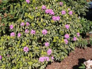 Rhododendron 'Blattgold', 20-25 cm, Rhododendron Hybride 'Blattgold', Containerware