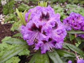 Rhododendron 'Blaue Jungs', 30-40 cm, Rhododendron Hybride 'Blaue Jungs', Containerware