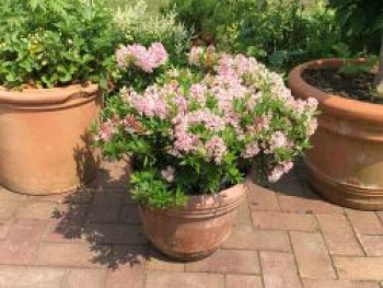 Rhododendron &#8218;Bloombux&#8216; ® (Pink), 10-15 cm, Rhododendron micranthum &#8218;Bloombux&#8216; ® (Pink), Topfware