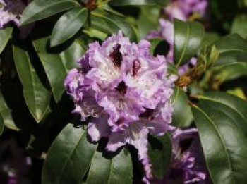 Rhododendron  'Blue Peter', 25-30 cm, Rhododendron Hybride 'Blue Peter', Containerware