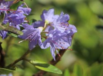 Rhododendron &#8218;Blue Tit Magor&#8216;, 25-30 cm, Rhododendron impeditum &#8218;Blue Tit Magor&#8216;, Containerware