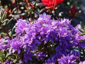 Rhododendron 'Blue Wonder', 25-30 cm, Rhododendron impeditum 'Blue Wonder', Containerware