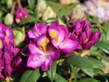 Rhododendron 'Bluebell', 40-50 cm, Rhododendron Hybride 'Bluebell', Containerware