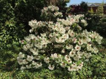 Rhododendron &#8218;Blueshine Girl&#8216;, 30-40 cm, Rhododendron Hybride &#8218;Blueshine Girl&#8216;, Containerware