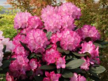 Rhododendron 'Blurettia', 30-40 cm, Rhododendron yakushimanum 'Blurettia', Containerware