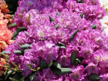 Rhododendron 'Bohlkens Lupinenberg', 20-25 cm, Rhododendron yakushimanum 'Bohlkens Lupinenberg', Containerware