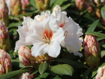 Rhododendron 'Bohlken's Snow Fire', 25-30 cm, Rhododendron yakushimanum 'Bohlken's Snow Fire', Containerware