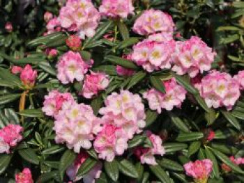 Rhododendron 'Brigitte', 25-30 cm, Rhododendron Hybride 'Brigitte', Containerware