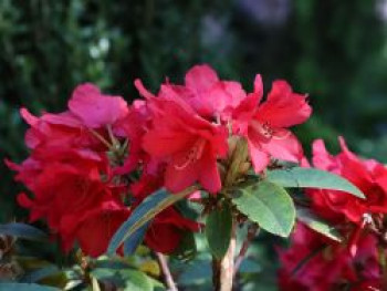 Rhododendron 'Brisanz', 20-25 cm, Rhododendron haematodes 'Brisanz', Containerware