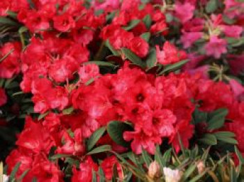 Rhododendron 'Burletta', 25-30 cm, Rhododendron neriiflorum 'Burletta', Containerware