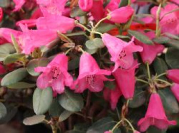 Schönblütiger Rhododendron, 30-40 cm, Rhododendron callimorphum, Containerware