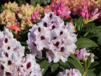 Rhododendron 'Calsap', 30-40 cm, Rhododendron Hybride 'Calsap', Containerware