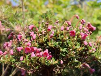 Rhododendron campylogynum, 15-20 cm, Containerware