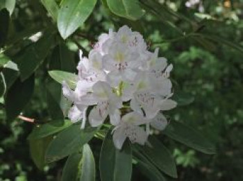 Rhododendron 'Catawbiense Album', 30-40 cm, Rhododendron-Hybride 'Catawbiense Album', Containerware