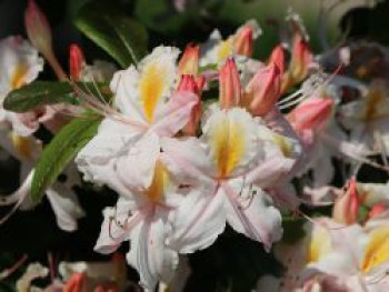 Rhododendron 'Cinzia', 60-80 cm, Rhododendron occidentale 'Cinzia', Containerware