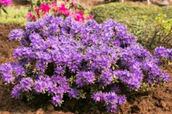 Rhododendron 'Compactum', 15-20 cm, Rhododendron russatum 'Compactum', Containerware