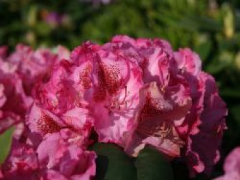 Rhododendron 'Constanze', 30-40 cm, Rhododendron Hybride 'Constanze', Containerware