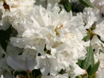 Rhododendron 'Dora Amateis', 20-25 cm, Rhododendron carolinianum 'Dora Amateis', Containerware