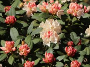 Rhododendron 'Dreamland', 25-30 cm, Rhododendron yakushimanum 'Dreamland', Containerware