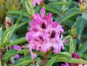 Rhododendron 'Durantik', 30-40 cm, Rhododendron Hybride 'Durantik', Containerware