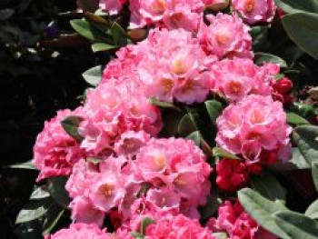 Rhododendron 'Elya', 30-40 cm, Rhododendron bureavii 'Elya', Containerware