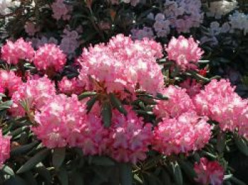 Rhododendron 'Emanuela', 25-30 cm, Rhododendron yakushimanum 'Emanuela', Containerware