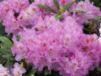 Rhododendron 'Ernest Inman', 25-30 cm, Rhododendron yakushimanum 'Ernest Iman', Containerware